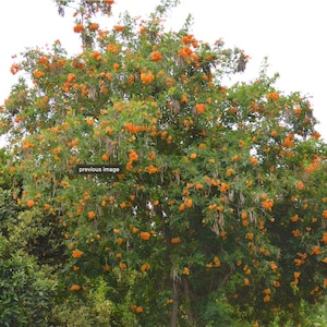 Tecoma X Orange Jubilee 'Tecoma Alata' Seeds Flaming Bells, Orange Trumpet, Esperanza image 2