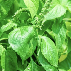 Clove Scented Basil Seeds - Herb Garden - Plants Easy to Plant and Grow