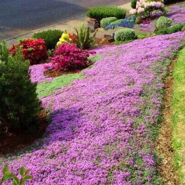 Red Carpet Creeping Thyme Ground Cover - 5000 Plant Seeds Perennial- Non-Gmo - Heirloom Flower