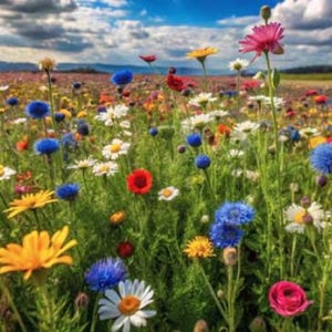 Seeds Perennial Wildflower Mix: Non-GMO, 18 Heirloom Varieties, Pollinator Friendly Pack