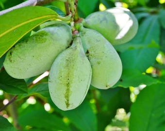 Paw Paw Tree Seeds Non-GMO Pack: 5+ Heirloom Rare Edible Fruit, Easy Outdoor Garden Plant