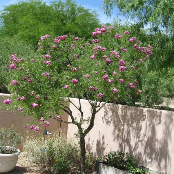 Desert Willow Tree Seeds -  Chilopsis Linearis, Large Pink Flowers, Fast Growing