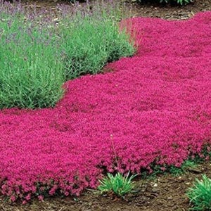 Red Creeping Thyme Seeds - Easy-Grow - Fragrant Ground Cover Plants- Thymus Serpyllum
