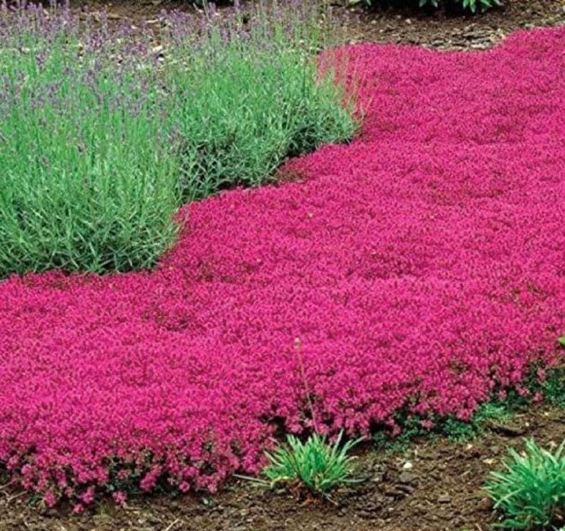 Red Creeping Thyme Seeds - Easy-Grow - Fragrant Ground Cover Plants- Thymus Serpyllum