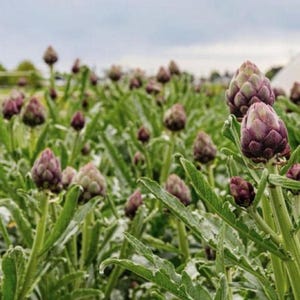 Purple Romagna Artichoke Seeds - Cynara Scolymus - Non-GMO - Heirloom Vegetable