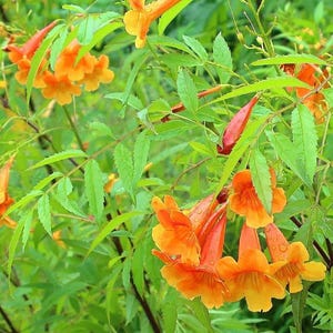 Tecoma Alata Orange Jubilee Seeds: Esperanza Flaming Bells Orange Trumpet Flowering Shrub