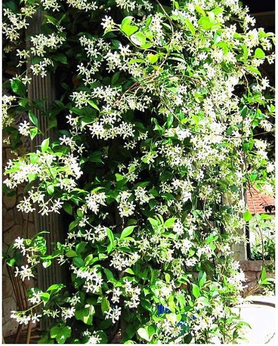 Jasmine Climbing Jasmine Flower Seeds - Fragrant Plant - Four Seasons