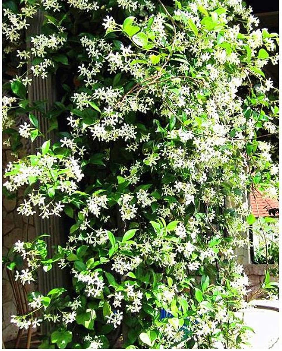 Climbing Jasmine Flower 50 Seeds Fragrant Plant, Four Seasons Evergreen