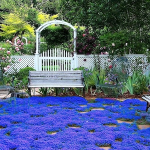 Blue Creeping Thyme Seeds Non-GMO Easy-Grow, Fragrant Ground Cover Plants, Open Pollinated Thymus Serpyllum image 1