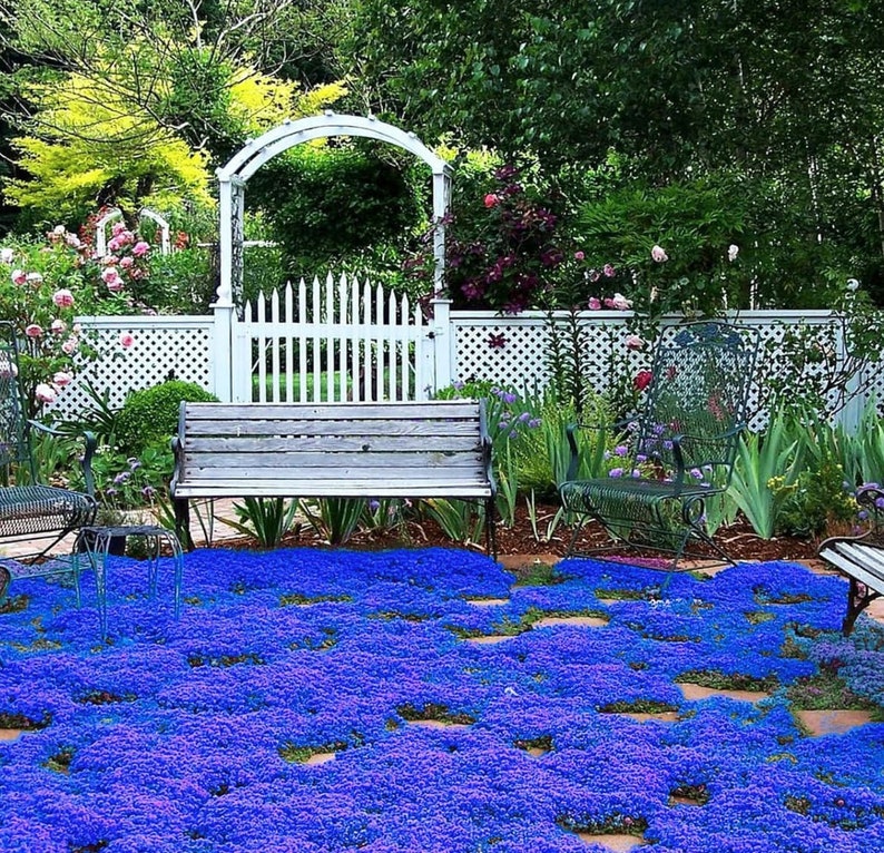 Blue Creeping Thyme Seeds Non-GMO Easy-Grow, Fragrant Ground Cover Plants, Open Pollinated Thymus Serpyllum image 1