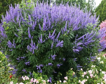 Seeds Vitex Agnus Castus Non-GMO: Purple Flower Chaste Tree, Heirloom Outdoor Gardening Seed Packet