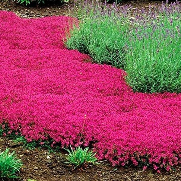 Creeping Thyme Seeds Etsy