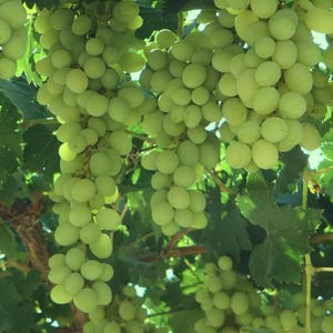Green Heirloom Grape Seeds - Non GMO - Sweet Fruit