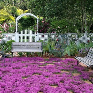 Heirloom Pink Creeping Thyme Seeds, Non GMO, Organic Fragrant Ground Cover, Outdoor Herb Plants, Thymus Serpyllum