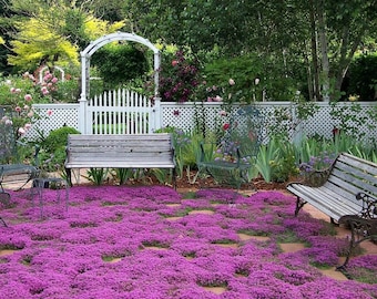 Heirloom Pink Creeping Thyme Seeds, Non GMO, Organic Fragrant Ground Cover, Outdoor Herb Plants, Thymus Serpyllum