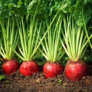 Red Mammoth Fodder Beet Seeds – Non-GMO Heirloom Beet for Livestock Feed, Homesteading, Cold-Hardy Garden Crop