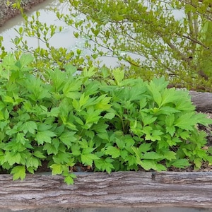 5000 Artemisia Mugwort Seeds - Hardy Perennial, Culinary & Ornamental Herb Garden Plant