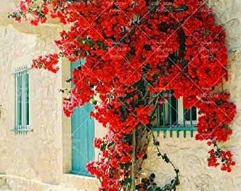 Bougainvillea Ornamental Red Flowers - 50 Seeds