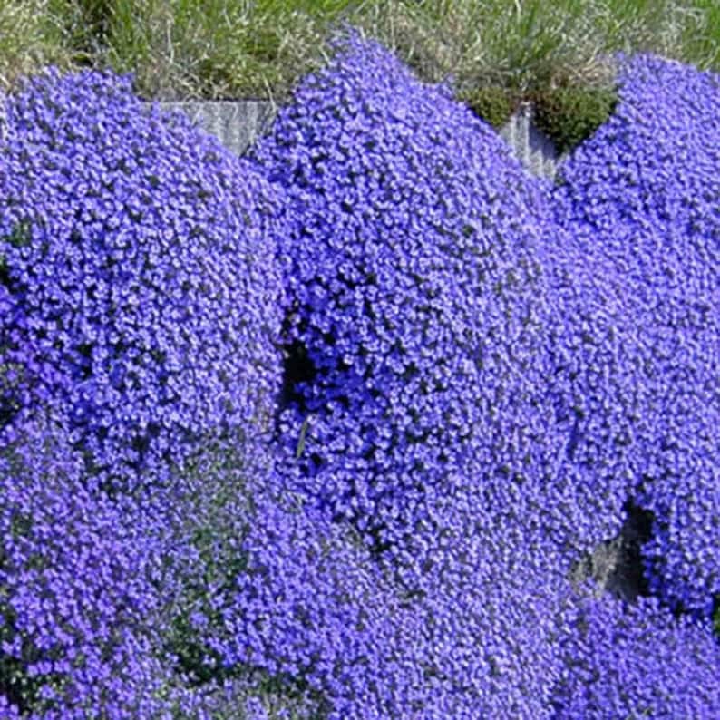 Blue Magic Carpet Creeping Thyme 5000 Seeds Ground Cover Flowers Nongmo Thymus Serpyllum Etsy