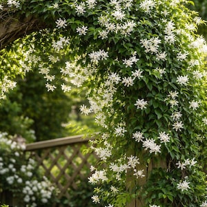 Climbing Jasmine Flower Seeds Non-GMO, Fragrant White Blooms, Evergreen Vine, Outdoor Aromatic Herb, Heirloom Gardening