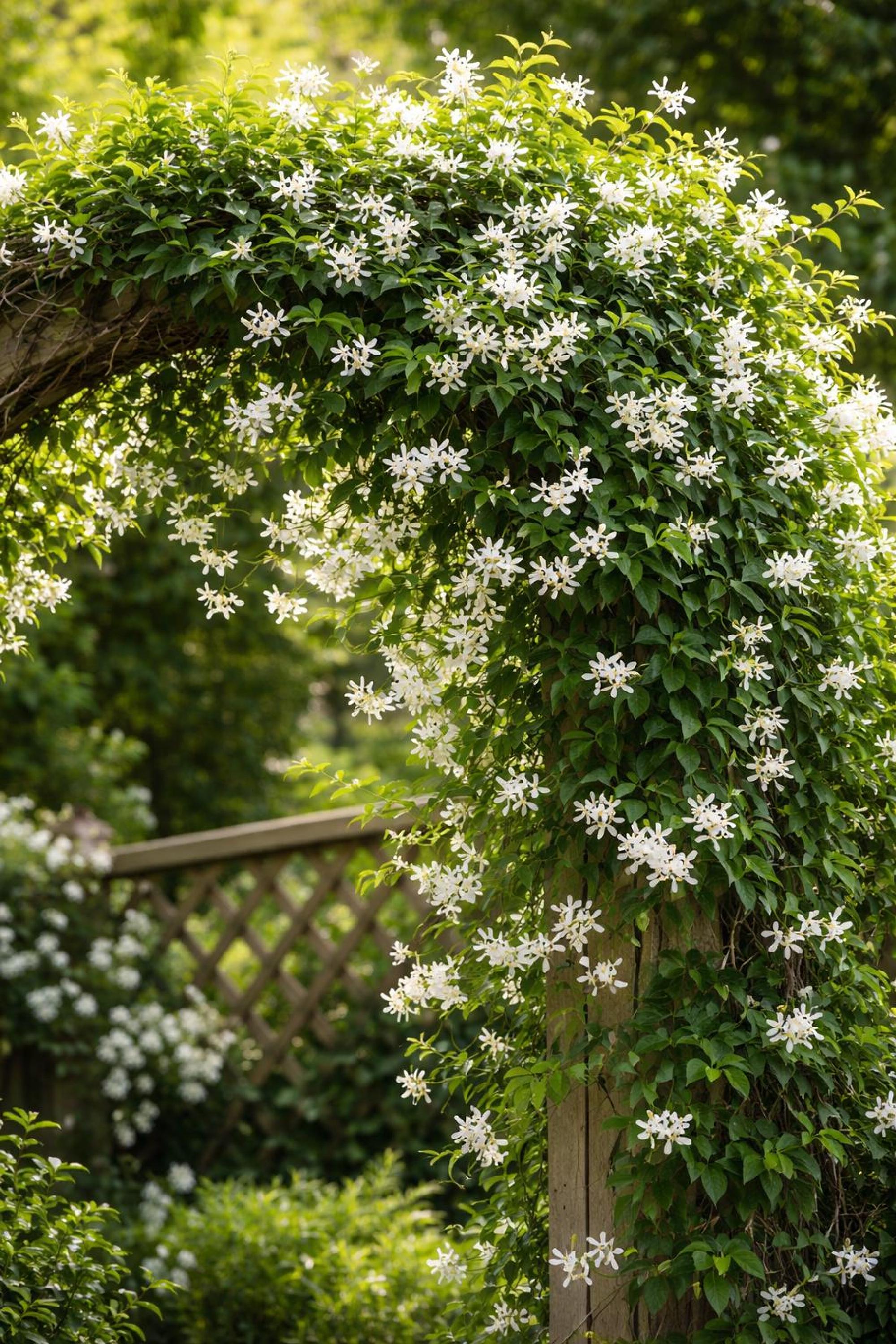 Climbing Jasmine Flower Seeds Non-gmo, Fragrant White Blooms