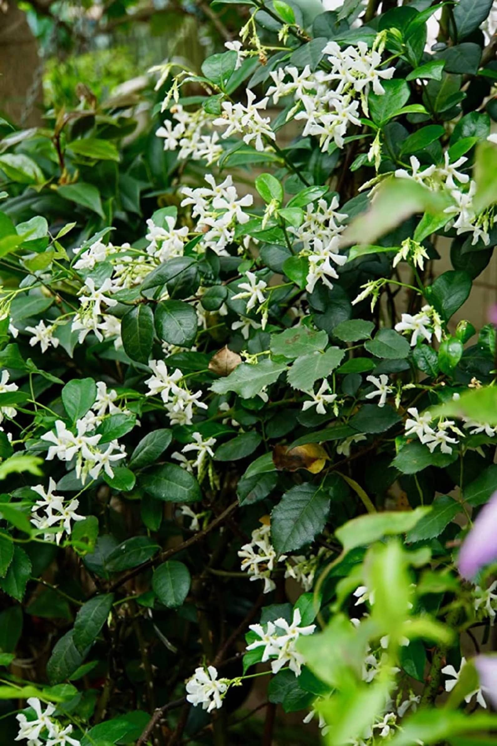 Climbing Jasmine Flower 50 Seeds Fragrant Plant, Four Seasons Evergreen
