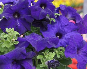 Flower Seeds Mandevilla Sanderi: Non-gmo Brazilian Jasmine, Rare