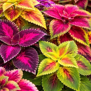 Rainbow Coleus Seeds for Planting – Vibrant, Colorful Foliage for Indoor & Outdoor Gardens