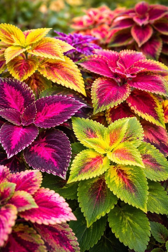 Rainbow Coleus Seeds for Planting – Vibrant, Colorful Foliage for Indoor & Outdoor Gardens