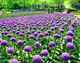 Blue Purple Giant Allium Seeds - Globemaster Allium Giganteum Flower Seeds