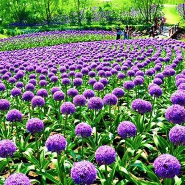 Blue Purple Giant Allium Seeds - Globemaster Allium Giganteum Flower Seeds