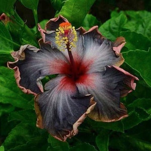 Rare Black Pink Purple Hibiscus Seeds "Black Rainbow" Giant Flower Tropical Seeds - Perennial - Easy to Grow - Huge Flowers