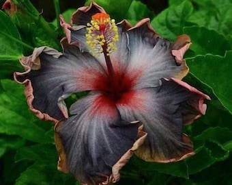 Rare Black Pink Purple Hibiscus Seeds "Black Rainbow" Giant Flower Tropical Seeds - Perennial - Easy to Grow - Huge Flowers