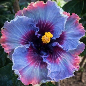 Hibiscus Seeds Fairy Dust Variety: Perennial Flower, Organic, 10-12 Inch Blooms, Easy to Grow