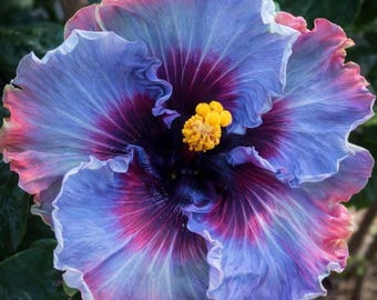 Hibiscus Seeds Fairy Dust Variety: Perennial Flower, Organic, 10-12 Inch Blooms, Easy to Grow