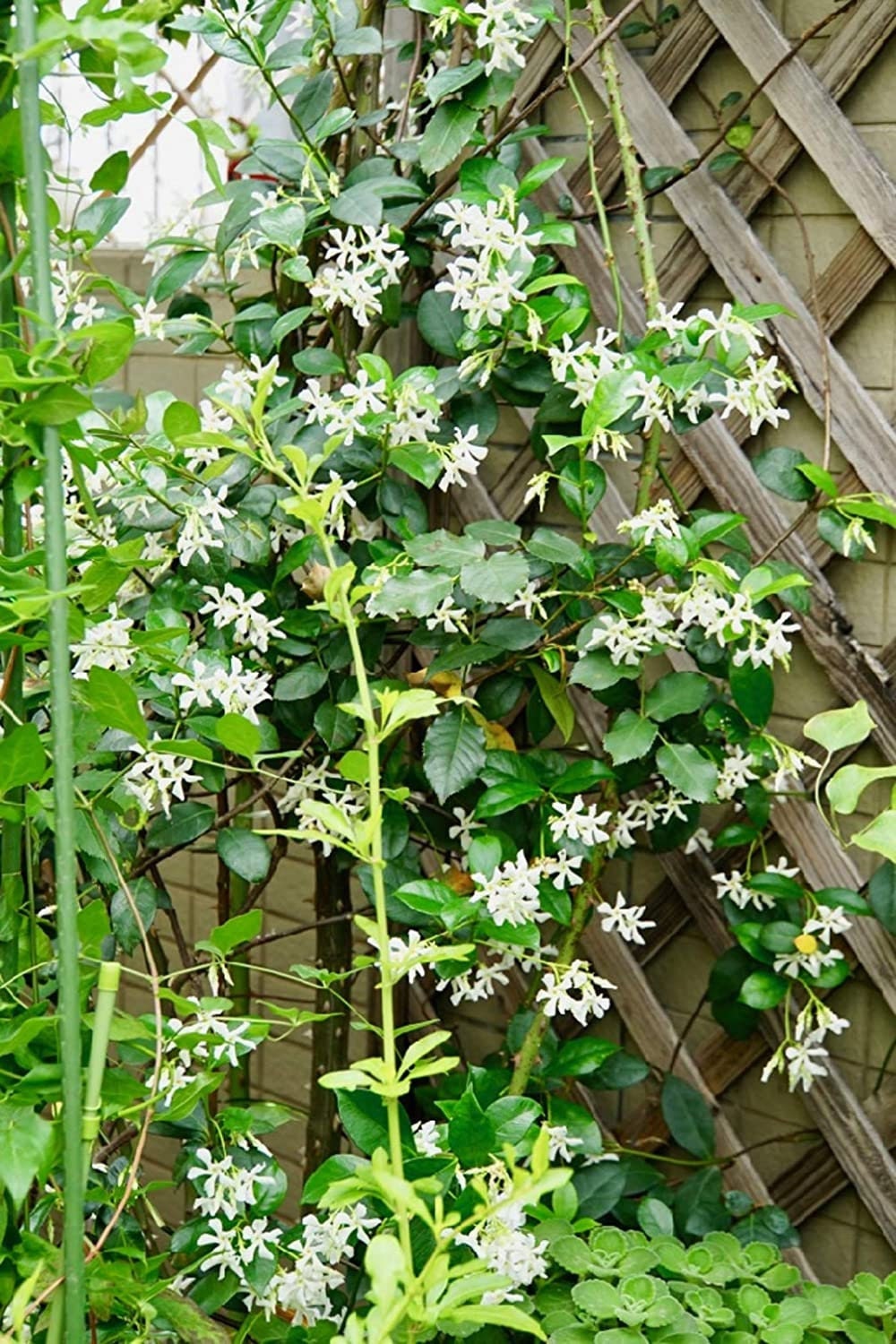 Climbing Jasmine Flower 50 Seeds Fragrant Plant, Four Seasons Evergreen