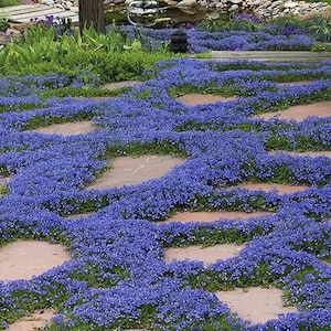 Creeping Thyme Seeds Blue Magic Carpet 5000 Non-GMO Ground Cover