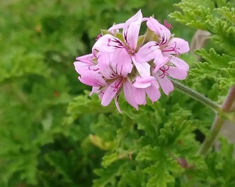 Citronella 500 Seeds - Mosquito Repellant Fresh Garden Home Plant Seeds