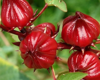 Flower Seeds Red Roselle: Organic Hibiscus Sabdariffa Jamaican Sorrel, Rare Florida Cranberry, Heirloom Seed Packets