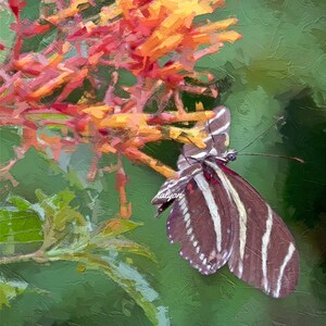 ZEBRA LONGWING Fine Art Print, butterfly print, nature, garden, gardener gift, original art