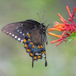 SPICEBUSH SWALLOWTAIL, butterfly print, nature, garden, gardener gift, original art