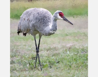 SANDHILL CRANE, Fine Art Print, bird print, nature, birding, birder gift, original art