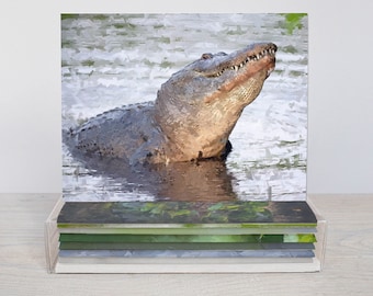 Florida Wildlife Box Set, Original Art, 5x7 Note Cards with Envelopes, Blank Inside, Set of 5