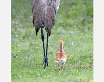 SANDHILL CRANE and chick, Fine Art Print, Florida wildlife, bird print, nature, original digital art