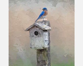 EASTERN BLUEBIRD House, Fine Art Print, bird print, nature, birding, birder gift, original digital art