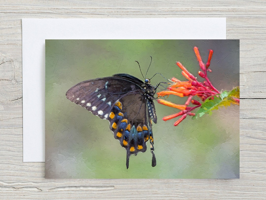 Spicebush Swallowtail Butterfly, Original Art, 5x7 Note Card With ...