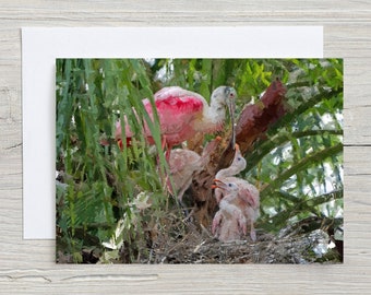 Roseate Spoonbill nest, Original Art, 5x7 Note Card with Envelope, Blank Inside