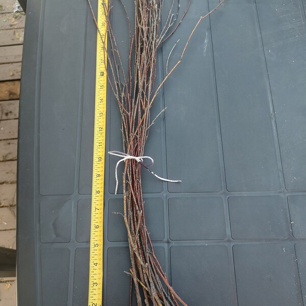 Extra Long Birch Twigs Etsy
