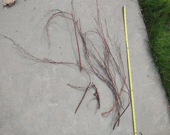 May include: A collection of thin, brown twigs arranged on a gray concrete surface. A yellow measuring tape is visible on the right side of the image.