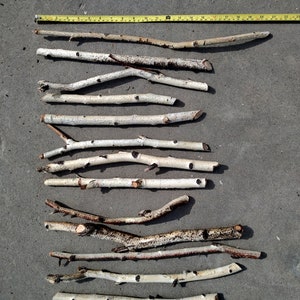 Group of 14 Birch Branches 12-20&quot;